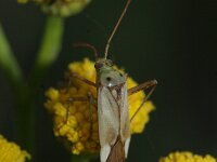 Adelphocoris lineolatus