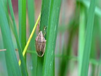 Aelia acuminata 7, Mijterwants, Saxifraga-Tom Heijnen