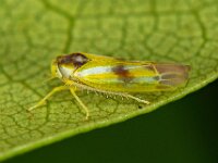 Alebra albostriella