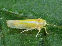 Alebra coryli