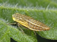 Athysanus argentarius nymphe 01 #07806 : Athysanus argentarius, nymphe