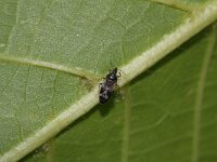 Anthocoris confusus