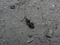 Anthocoris nemorum 5, Gewone bloemwants, Saxifraga-Rutger Barendse