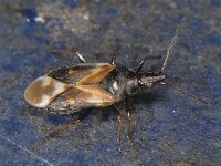 Anthocoris nemoralis