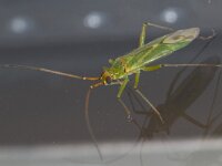 Blepharidopterus angulatus