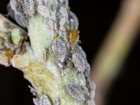 Brevicoryne brassicae