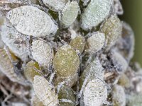 Brevicoryne brassicae 2, Melige koolluis, Saxifraga-Luk Hoogenstein : Lunetten