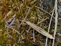 Chorosoma schillingii