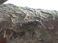 Cicada orni