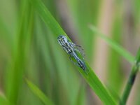 Cicadella viridis 13, Groene rietcicade, Saxifraga-Tom Heijnen