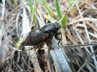 Cicadetta montana