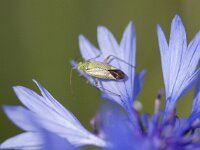 Closterotomus norwegicus