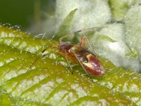 Closterotomus fulvomaculatus