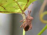 Coreus marginatus 25, Zuringrandwants, Saxifraga-Tom Heijnen