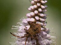 Coreus marginatus 40, Zuringrandwants, Saxifraga-Jan van der Straaten