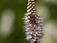 Coreus marginatus 41, Zuringrandwants, Saxifraga-Jan van der Straaten