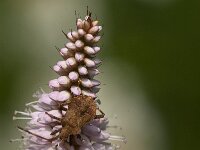 Coreus marginatus 42, Zuringrandwants, Saxifraga-Jan van der Straaten