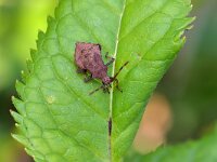 Coreus marginatus 51, Zuringrandwants, Saxifraga-Tom Heijnen