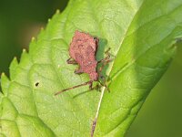 Coreus marginatus 52, Zuringrandwants, Saxifraga-Tom Heijnen