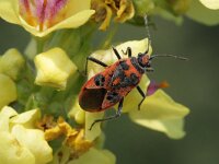 Corizus hyoscyami 6, Kaneelwants, Saxifraga-Rutger Barendse