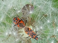 Corizus hyoscyami 7, Kaneelwants, Saxifraga-Ben Delbaere