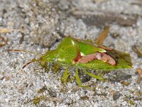 Cyphostethus tristriatus