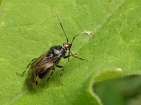 Deraeocoris flavilinea