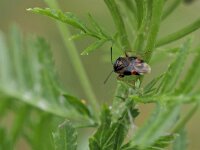 Deraeocoris ruber 10, Rode halsbandwants, Saxifraga-Tom Heijnen