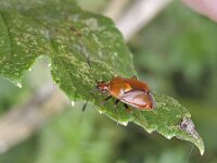 Deraeocoris ruber