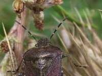 Dolycoris baccarum