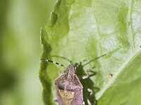 Dolycoris baccarum 10, Bessenwants, Saxifraga-Mark Zekhuis