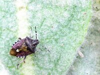 Dolycoris baccarum 21, Bessenwants, Saxifraga-Gerard de Jong : Bessenschildwants, Dolycoris baccarum, Insect, Macro, Overig, Sloe bug, Wants