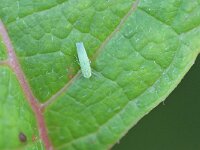 Empoasca sp 2, Saxifraga-Tom Heijnen