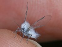 Eriosoma 01 #20010 : Woolly Aphid, Fairy Flie