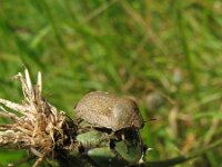 Eurygaster testudinaria