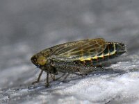 Euscelis sordidus