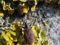 Gastrodes grossipes