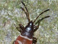 Gastrodes grossipes 2, Dennenkegelwants, Saxifraga-Foto Fitis-Sytske Dijksen