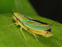 Graphocephala fennahi