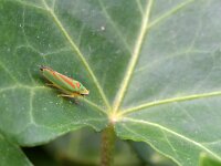 Graphocephala fennahi 16, Rhododendroncicade, Saxifraga-Tom Heijnen