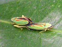 Graphocephala fennahi 19, Rhododendroncicade, Saxifraga-Tom Heijnen