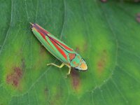 Graphocephala fennahi 23, Rhododendroncicade, Saxifraga-Tom Heijnen