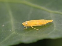 Graphocephala fennahi 25, Rhododendroncicade, Saxifraga-Tom Heijnen