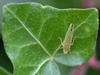 Graphocephala fennahi 26, Rhododendroncicade, Saxifraga-Tom Heijnen
