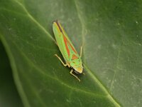 Graphocephala fennahi 27, Rhododendroncicade, Saxifraga-Tom Heijnen