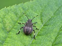 Halyomorpha halys 6, Bruingemarmerde schildwants, Saxifraga-Tom Heijnen
