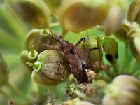 Himacerus apterus 11, Boomsikkelwants, Saxifraga-Ben Delbaere
