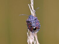 Holcogaster fibulata