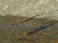 Hydrometra stagnorum, Water Measurer