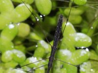 Hydrometra stagnorum 3, Gewone vijverloper, Saxifraga-Rutger Barendse